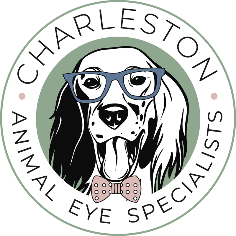 Best Vet In Charleston | Charleston Animal Eye Specialists
