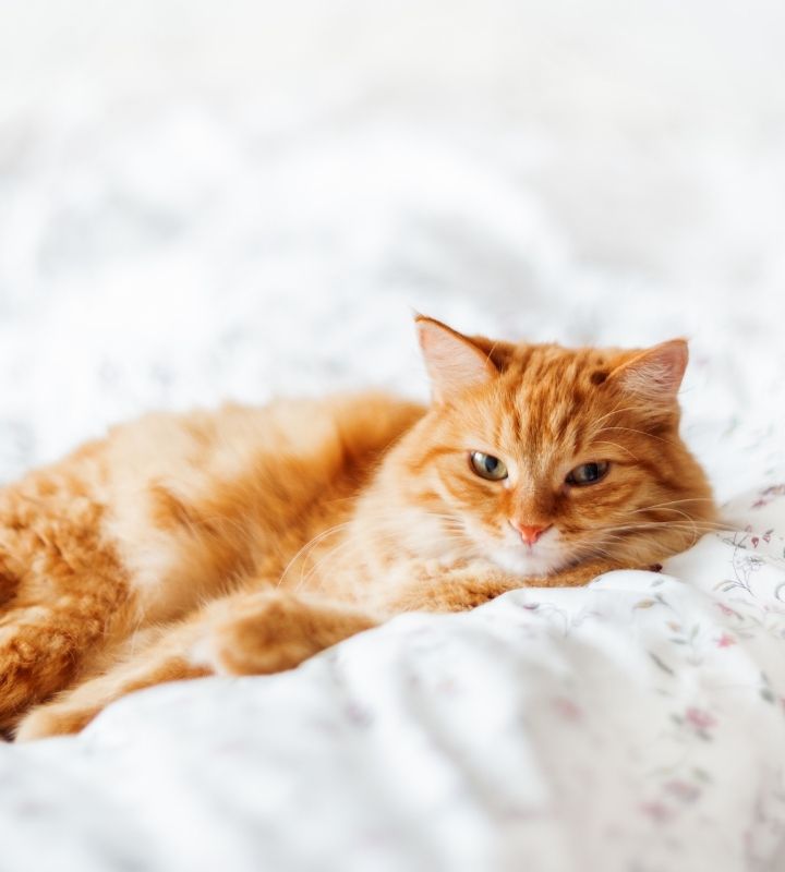 Vet Near Me Charleston, SC 29407 Charleston Animal Eye Specialists