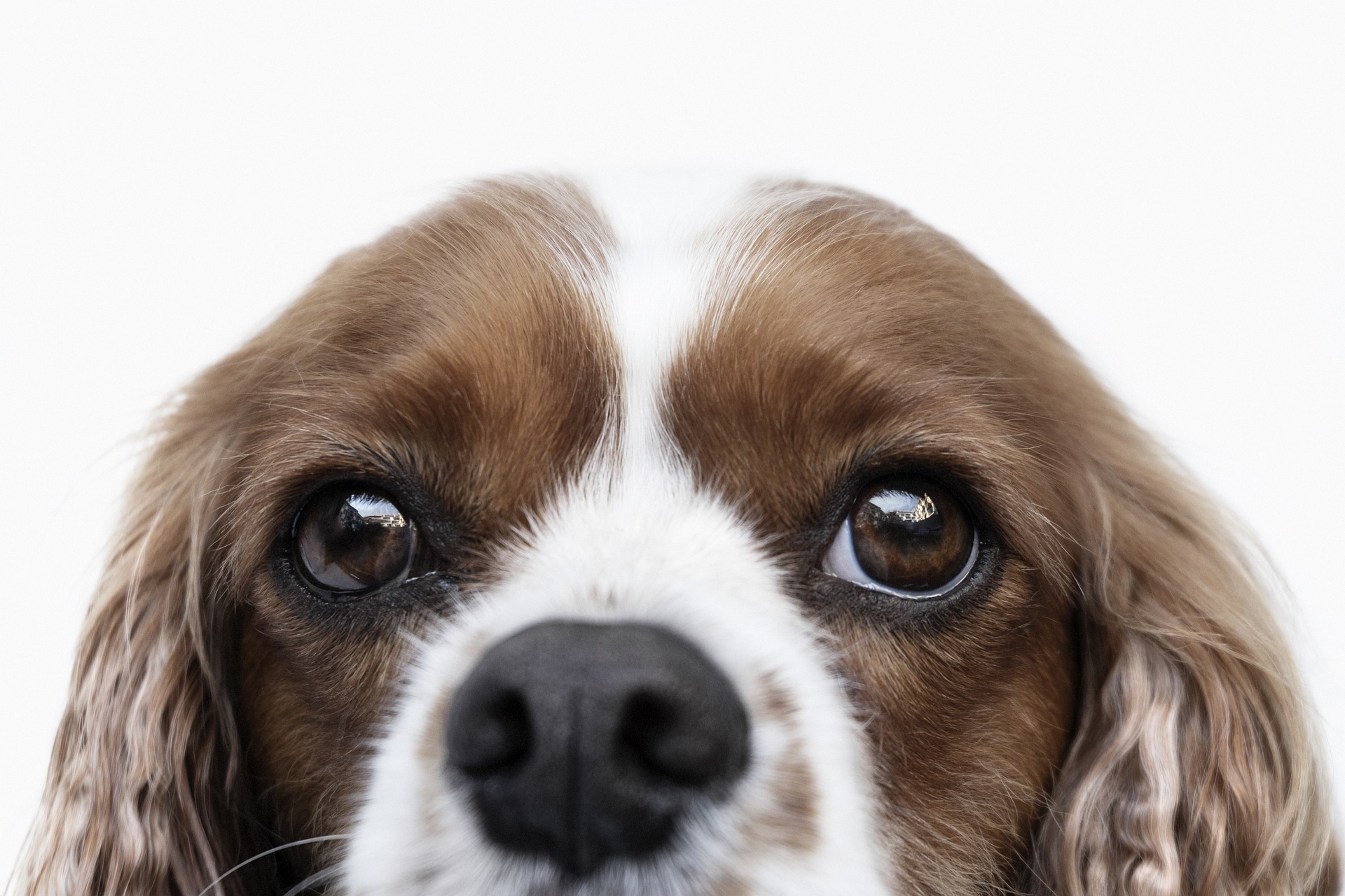 Charleston, SC Veterinary Jobs Charleston Animal Eye Specialists